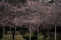 G炫